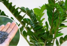 STAVITE ovo sjeme ravno uposudu s Zamiokulkasom: Biljka će ODMAH pustiti nove listove!