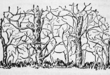 Psihološki test koji otkriva vašu pravu snagu: Životinja koju primetite prvo otkriva tajne vaše ličnosti