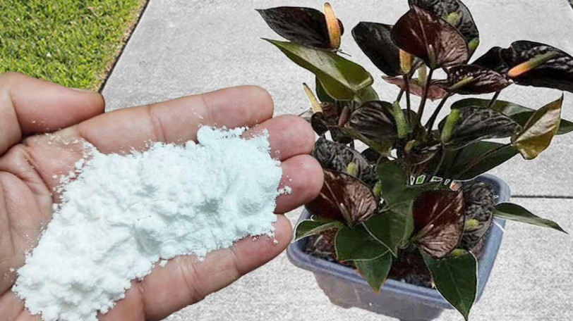 Više ne koristim NIKAKVA drugagnojiva: OVO stavite u saksiju i nećete prepoznati svoje cvijeće! - featured image Više ne koristim NIKAKVA drugagnojiva: OVO stavite u saksiju i nećete prepoznati svoje cvijeće! - featured image