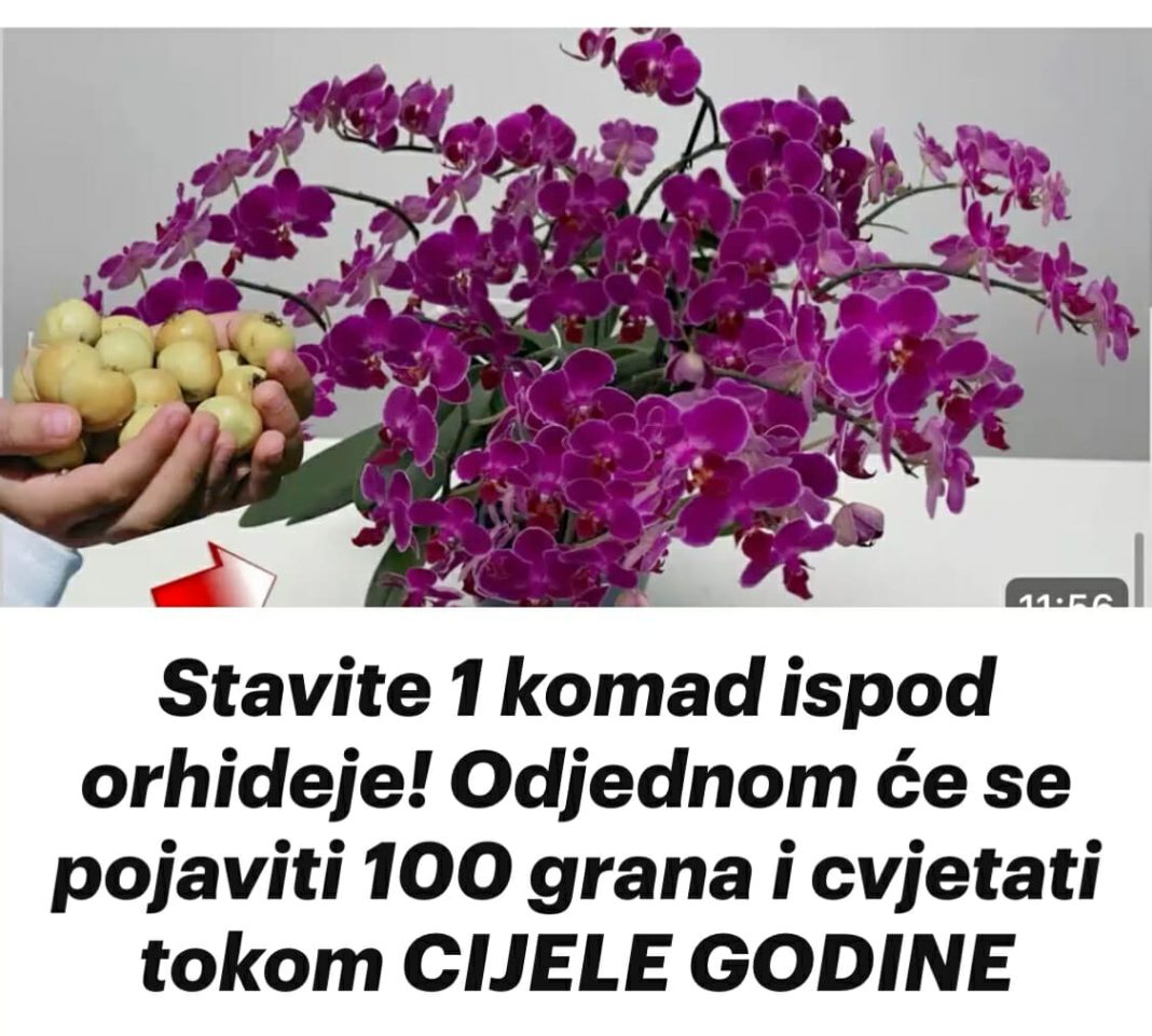 Stavite 1 komad ispod orhideje! Odjednom će se pojaviti 100 grana i cvjetati tokom CIJELE GODINE - featured image Stavite 1 komad ispod orhideje! Odjednom će se pojaviti 100 grana i cvjetati tokom CIJELE GODINE - featured image
