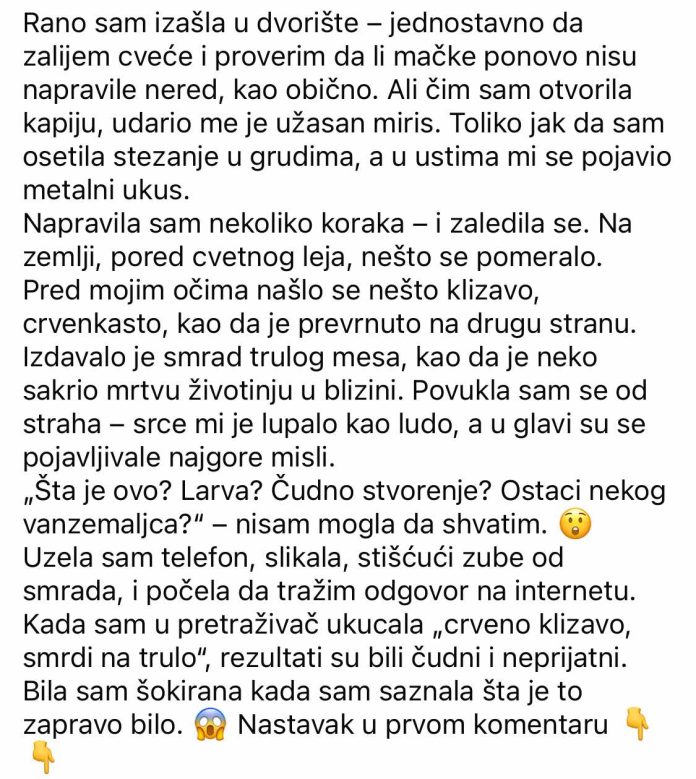 Neobičan nalaz u dvorištu koji je izgledao čudno i širio neprijatan miris — ostavio je snažan utisak na mene. - featured image Neobičan nalaz u dvorištu koji je izgledao čudno i širio neprijatan miris — ostavio je snažan utisak na mene. - featured image