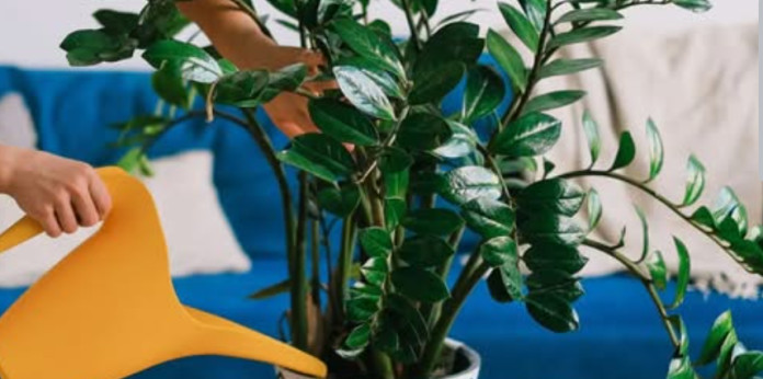 Sipajte pola šolje u saksiju za cvijeće: Zamiokulkas će pustiti lišće kao lud! - featured image Sipajte pola šolje u saksiju za cvijeće: Zamiokulkas će pustiti lišće kao lud! - featured image