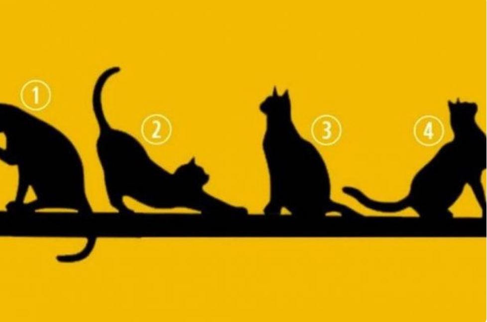 IZABERITE MAČKU SA SLIKE, BEZ PUNO RAZMIŠLJANJA: Broj koji izaberete otkriva ŠTA VAS ČEKA U ŽIVOTU - featured image IZABERITE MAČKU SA SLIKE, BEZ PUNO RAZMIŠLJANJA: Broj koji izaberete otkriva ŠTA VAS ČEKA U ŽIVOTU - featured image