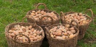 Djed ga je uvijek bacao u vreću s krompirom i trajali su do sljedeće žetve: Nijedan nije proklijao! Djed ga je uvijek bacao u vreću s krompirom i trajali su do sljedeće žetve: Nijedan nije proklijao! - featured image