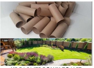 Ne bacajte rolnu toalet papira: Jedna žena je napravila čudo – i svi će ovog proleća posmatrati njeno dvorište Ne bacajte rolnu toalet papira: Jedna žena je napravila čudo – i svi će ovog proleća posmatrati njeno dvorište - featured image