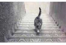 PSIHOLOŠKI TEST – DA LI MAČKA SA SLIKE SILAZI ILI SE PENJE UZ STEPENICE: Odgovor otkriva kakva ste ličnost zapravo!