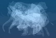 Životinja koju prvu vidite na slici otkrit će do gole kože vaš karakter: Jeste li spremni?