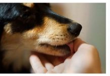 Evo šta svaki pas uradi kad oseti da je u društvu loše i pokvarene osobe: Ovo DOBRO zapamtite, može vas zaštititi od zla