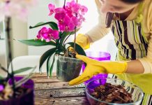 Stavite pola kašičice ovog praha u svaku saksiju i za 4 nedelje orhideje će procvetati kao nikad do tad