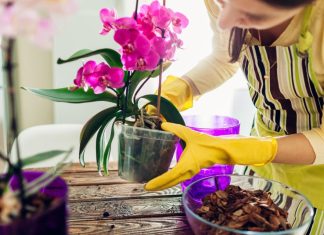 Stavite pola kašičice ovog praha u svaku saksiju i za 4 nedelje orhideje će procvetati kao nikad do tad