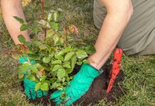 Ove biljke i voćke najbolje uspevaju kad se posade u martu: Ključna je priprema zemlje sa korom 1 voćke