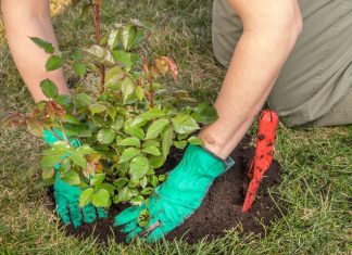 Ove biljke i voćke najbolje uspevaju kad se posade u martu: Ključna je priprema zemlje sa korom 1 voćke