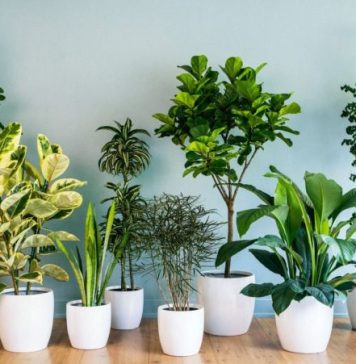 Samo jedna kasicica i svako kucno cvijece ce zazeleniti