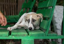 Ako se čovek ponaša ovako prema životinjama, onda to otkriva kakva je osoba zapravo u duši: Tvrdi psihijatar