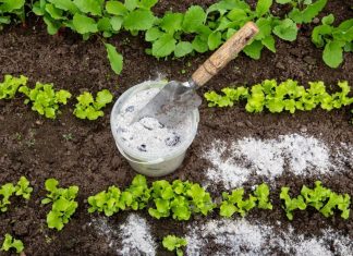 Šta se u bašti nikada ne radi u martu? Mokra i hladna zemlja može da uništi ove useve