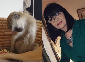 Nada Obrić živela sa majmunom, hranila ga, sa sobom vodila: Nije ni slutila šta će je te večeri snaći u podrumu
