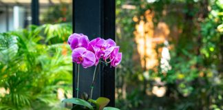 Stavite pola kašičice ovog praha u svaku saksiju i za 4 nedelje orhideje će procvetati kao nikad do tad