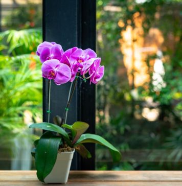 Stavite pola kašičice ovog praha u svaku saksiju i za 4 nedelje orhideje će procvetati kao nikad do tad