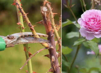 Evo kako siječete ruže u proljeće: Morat ćete OVO uraditi u proljeće, procvjetaće kao nikada prije!