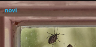 Smrdibube se užasno plaše jedne stvari: Samo stavite ovo kod ulaznih vrata i nestaće