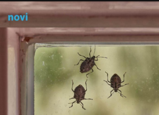 Smrdibube se užasno plaše jedne stvari: Samo stavite ovo kod ulaznih vrata i nestaće