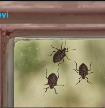 Smrdibube se užasno plaše jedne stvari: Samo stavite ovo kod ulaznih vrata i nestaće