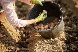 DV0STRUKI Prinos Krompira: 0BAVEZN0 D0DAJTE 0V0 U ZEMLJU PRlJE SADNJE….