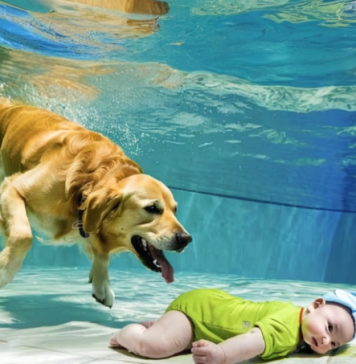 Beba je upala u bazen i počela da se davi, a ono što je pas uradio sve je šokiralo… 😲😲