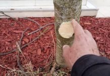 Na OVAJ način se smokva orezuje u februaru za obilniji rod