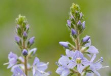 BILJKA KOJA RASTE SVUDA OKO NAS PRAVO JE BLAGO: Čisti KRV I Jetru, Sprječava Znojenje I Pomaže Kod REUME