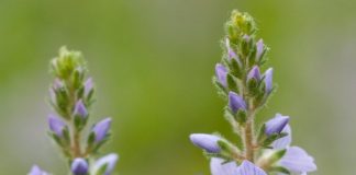 BILJKA KOJA RASTE SVUDA OKO NAS PRAVO JE BLAGO: Čisti KRV I Jetru, Sprječava Znojenje I Pomaže Kod REUME