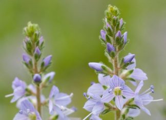 BILJKA KOJA RASTE SVUDA OKO NAS PRAVO JE BLAGO: Čisti KRV I Jetru, Sprječava Znojenje I Pomaže Kod REUME