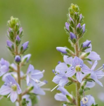 BILJKA KOJA RASTE SVUDA OKO NAS PRAVO JE BLAGO: Čisti KRV I Jetru, Sprječava Znojenje I Pomaže Kod REUME