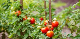 Baštovani tvrde da na ovih 5 mesta nikako ne treba saditi paradajz
