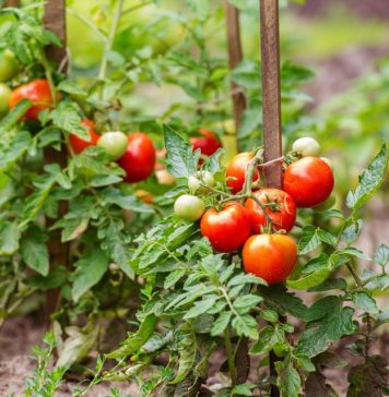 Baštovani tvrde da na ovih 5 mesta nikako ne treba saditi paradajz