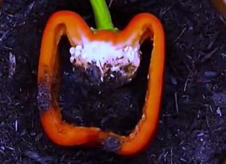 NAPUNILA JE PAPRIKU ZEMLJOM, MISLILI SU DA NIJE PRI SEBI: Ono što se desio na kraju OBORIĆE vas sa nogu (VIDEO)