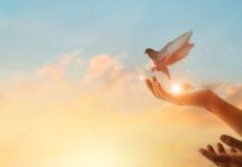 Narodno vjerovanje koje rijetko ko zna: Što znači kada vam ptica sleti na prozor ili pokuca na staklo