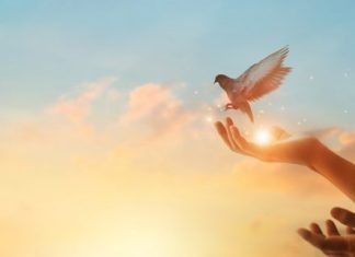 Narodno vjerovanje koje rijetko ko zna: Što znači kada vam ptica sleti na prozor ili pokuca na staklo