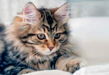 Mačka je pravi lek za čoveka: 7 bolesti koje samo ona može da izleči