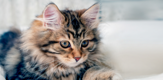 Mačka je pravi lek za čoveka: 7 bolesti koje samo ona može da izleči