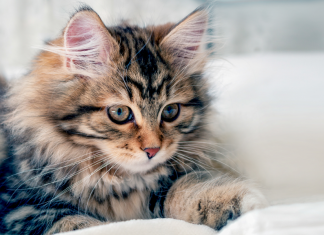 Mačka je pravi lek za čoveka: 7 bolesti koje samo ona može da izleči