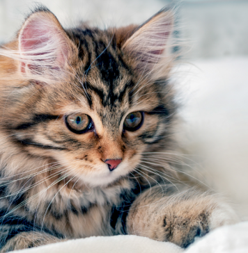 Mačka je pravi lek za čoveka: 7 bolesti koje samo ona može da izleči