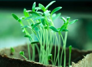 OPREZ! Spriječite da rasad postane izdužen (mlitav) uz ove jednostavne trikove!