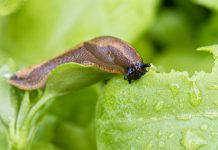 Posadite ovaj cvet u baštu i puževi će zauvek nestati: Baštovani otkrivaju kako se rešiti štetočina