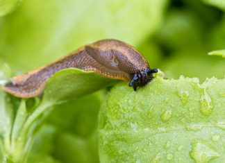 Posadite ovaj cvet u baštu i puževi će zauvek nestati: Baštovani otkrivaju kako se rešiti štetočina