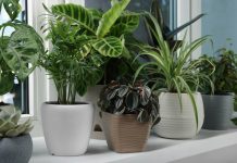 Kako se rešiti mušica oko sobnih biljaka: Isprobajte ovaj trik, kažu da pomaže