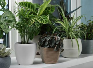 Kako se rešiti mušica oko sobnih biljaka: Isprobajte ovaj trik, kažu da pomaže