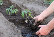 Sadnja u rovovima je jedini ispravan način za sadnju paradajza: Ovako posađen rađa od ranog leta do kasne jeseni bez bolesti i pucanja ploda