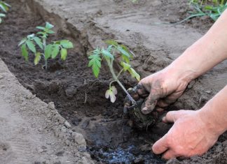 Sadnja u rovovima je jedini ispravan način za sadnju paradajza: Ovako posađen rađa od ranog leta do kasne jeseni bez bolesti i pucanja ploda