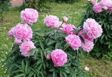 Božuri se samo na 1 način pravilno sade da bi trajali decenijama: Ovako ih negujte, biće cvet na cvetu, mirisaće cela ulica